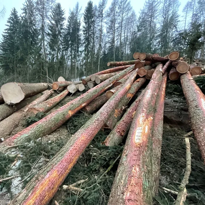 Frisch geschlagene Fichtenstämme im Wald