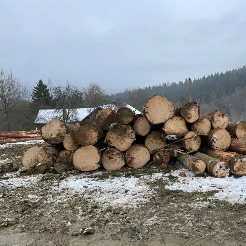 Gestapelte Baumstämme im Schnee